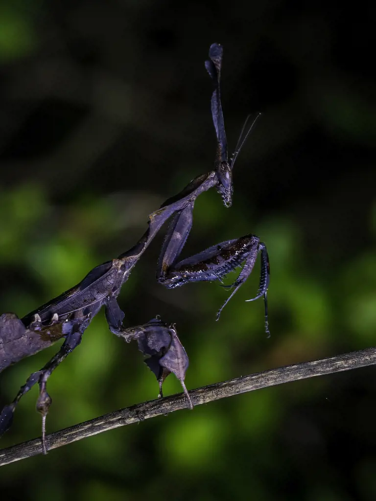 Fotoreise Madagaskar - Wildlife & Landschaften im Fokus